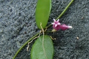 <strong>Dischidia hirsuta - Ramon, Laurence - 172</strong><br />© Ramon, Laurence